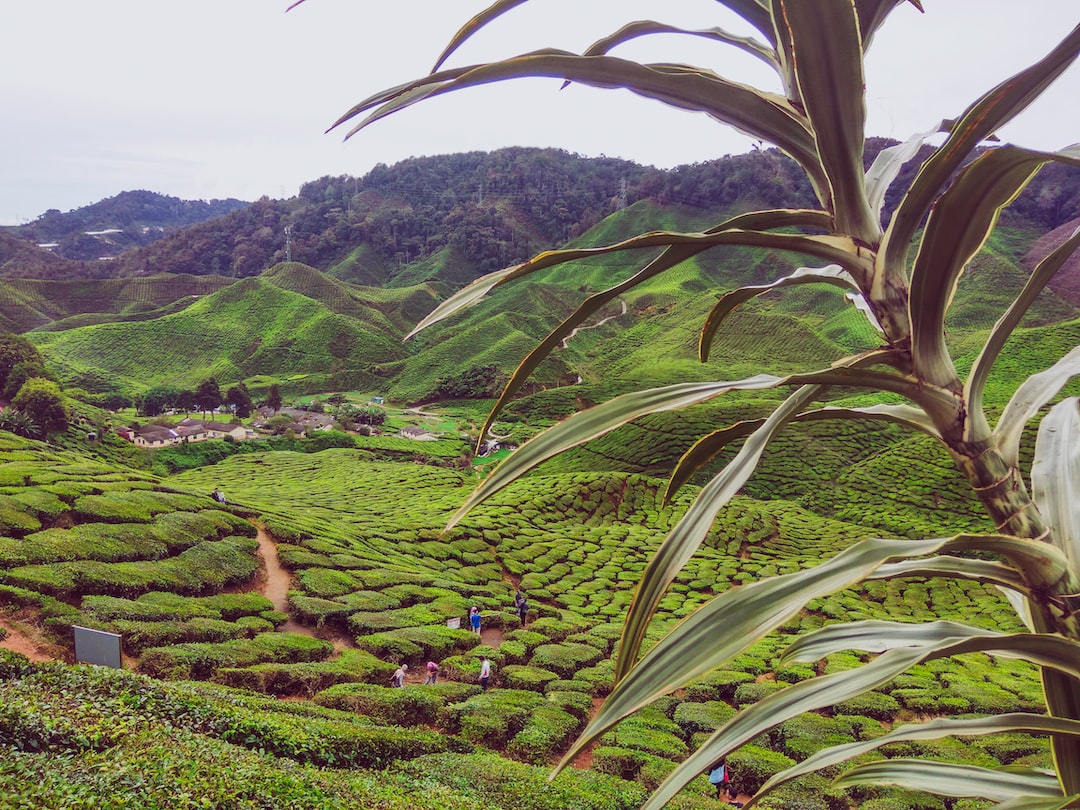 Amazing view of tea valley
